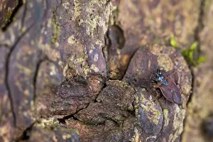 Images Dated 18th March 2020: Macro image of an insect in Germany