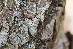 Images Dated 25th January 2020: Macro image of an insect in Germany