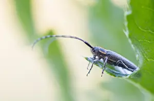 Images Dated 17th May 2020: Macro image of an insect in Germany