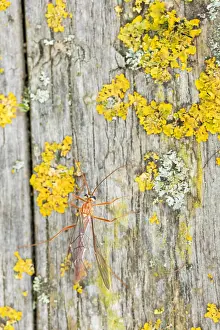 Images Dated 25th October 2019: Macro image of an insect in Germany