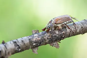 Images Dated 8th May 2020: Macro image of an insect in Germany