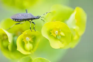 Images Dated 17th May 2020: Macro image of an insect in Germany