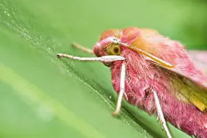 Images Dated 3rd June 2020: Macro image of an insect in Germany