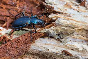 Images Dated 10th April 2020: Macro image of an insect in Germany