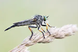 Images Dated 11th June 2020: Macro image of an insect in Germany