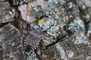 Images Dated 25th January 2020: Macro image of an insect in Germany