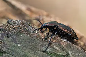 Images Dated 23rd March 2020: Macro image of an insect in Germany
