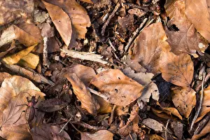 Images Dated 23rd March 2020: Macro image of an insect in Germany