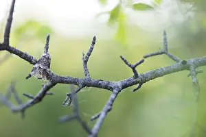 Images Dated 8th May 2020: Macro image of an insect in Germany