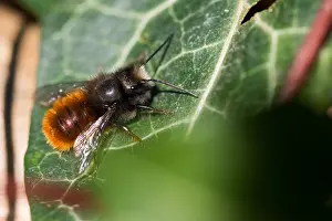 Images Dated 28th February 2020: Macro image of an insect in Germany