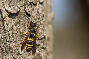 Images Dated 20th March 2020: Macro image of an insect in Germany