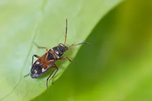 Images Dated 7th April 2020: Macro image of an insect in Germany