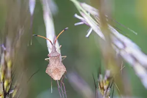 Images Dated 9th May 2020: Macro image of an insect in Germany