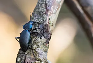 Images Dated 10th April 2020: Macro image of an insect in Germany