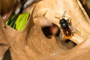 Images Dated 28th February 2020: Macro image of an insect in Germany