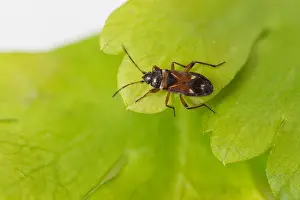 Images Dated 7th April 2020: Macro image of an insect in Germany
