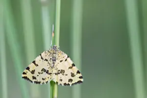 Images Dated 7th May 2020: Macro image of an insect in Germany