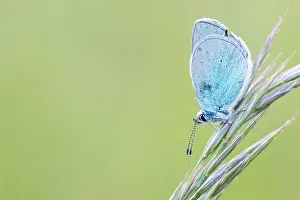 Images Dated 7th May 2020: Macro image of an insect in Germany