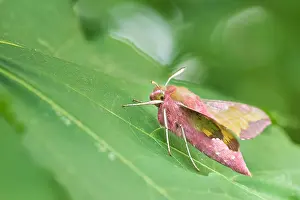 Images Dated 3rd June 2020: Macro image of an insect in Germany