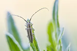Images Dated 17th May 2020: Macro image of an insect in Germany