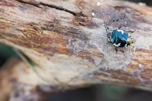 Images Dated 13th March 2020: Macro image of an insect in Germany