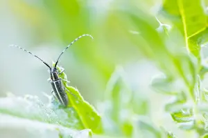 Images Dated 17th May 2020: Macro image of an insect in Germany