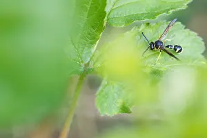 Images Dated 4th May 2020: Macro image of an insect in Germany