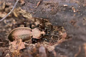 Images Dated 27th March 2020: Macro image of an insect in Germany