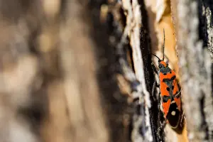 Images Dated 19th March 2020: Macro image of an insect in Germany