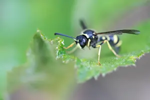 Images Dated 4th May 2020: Macro image of an insect in Germany
