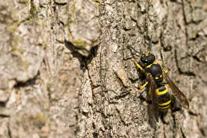 Images Dated 20th March 2020: Macro image of an insect in Germany
