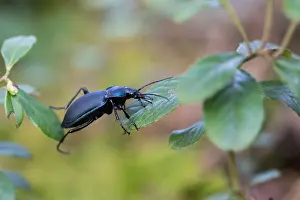 Images Dated 10th April 2020: Macro image of an insect in Germany