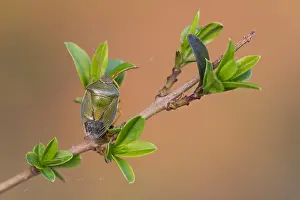 Images Dated 20th March 2020: Macro image of an insect in Germany