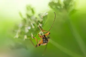 Images Dated 12th June 2020: Macro image of an insect in Germany