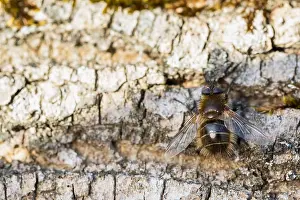 Images Dated 1st March 2020: Macro image of an insect in Germany