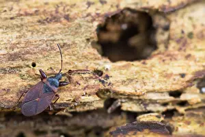 Images Dated 18th March 2020: Macro image of an insect in Germany