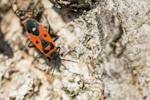 Images Dated 12th April 2020: Macro image of an insect in Germany