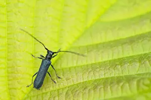 Images Dated 29th May 2020: Macro image of an insect in Germany