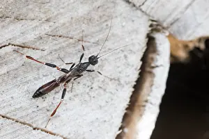 Images Dated 8th May 2020: Macro image of an insect in Germany