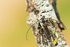 Images Dated 29th May 2020: Macro image of an insect in Germany
