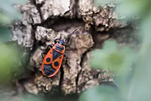 Images Dated 22nd February 2020: Macro image of an insect in Germany