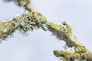 Images Dated 2nd April 2020: Macro image of an insect in Germany