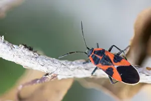 Macro image of an insect in Germany