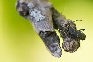 Images Dated 23rd April 2020: Macro image of an insect in Germany