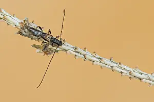 Images Dated 28th May 2020: Macro image of an insect in Germany