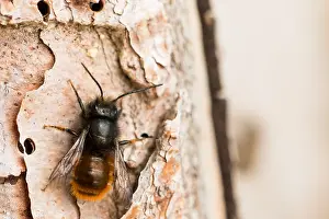 Images Dated 28th February 2020: Macro image of an insect in Germany