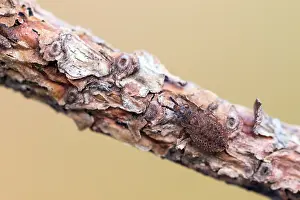 Images Dated 20th March 2020: Macro image of an insect in Germany