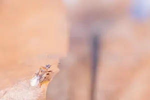 Images Dated 18th March 2020: Macro image of an insect in Germany