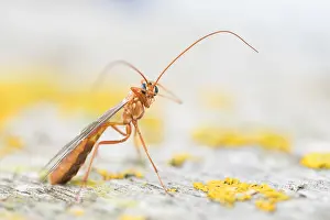 Images Dated 25th October 2019: Macro image of an insect in Germany