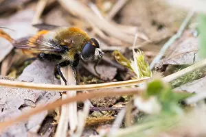 Images Dated 26th April 2020: Macro image of an insect in Germany